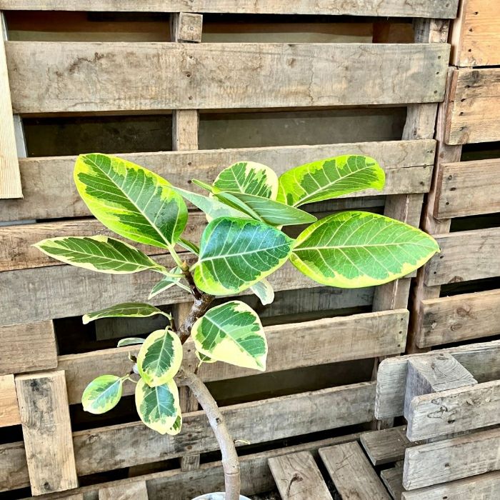 観葉植物現品販売