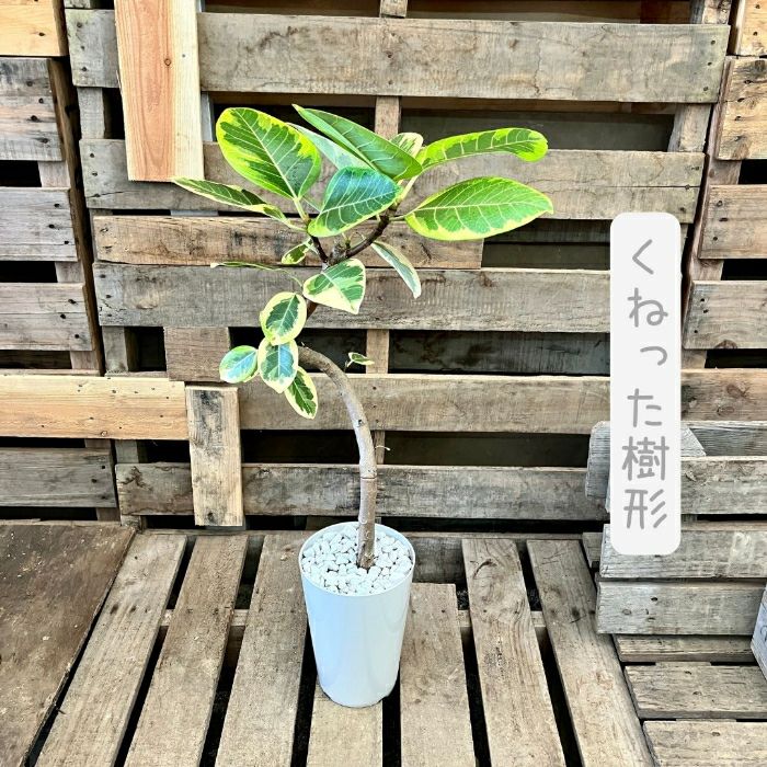 観葉植物現品販売