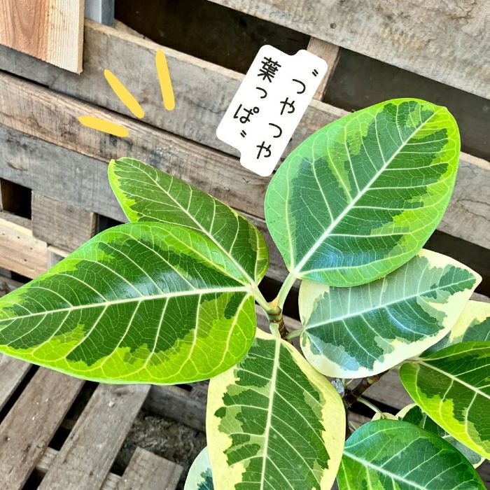 観葉植物現品販売