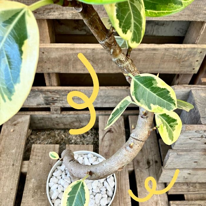 観葉植物現品販売