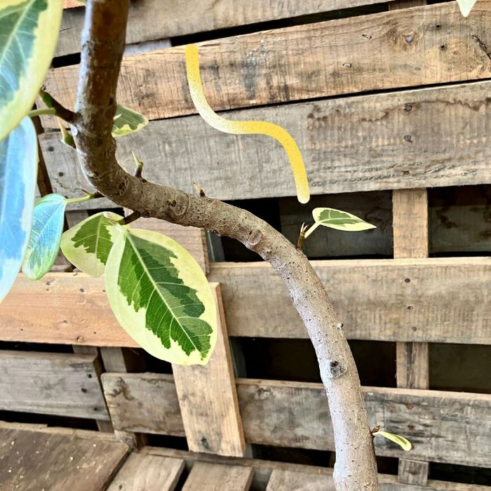 観葉植物現品販売