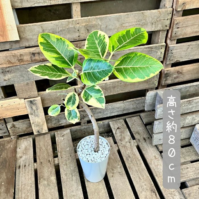 観葉植物現品販売