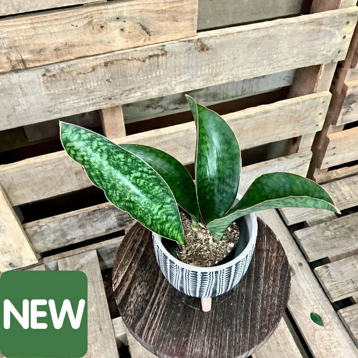 観葉植物現品販売