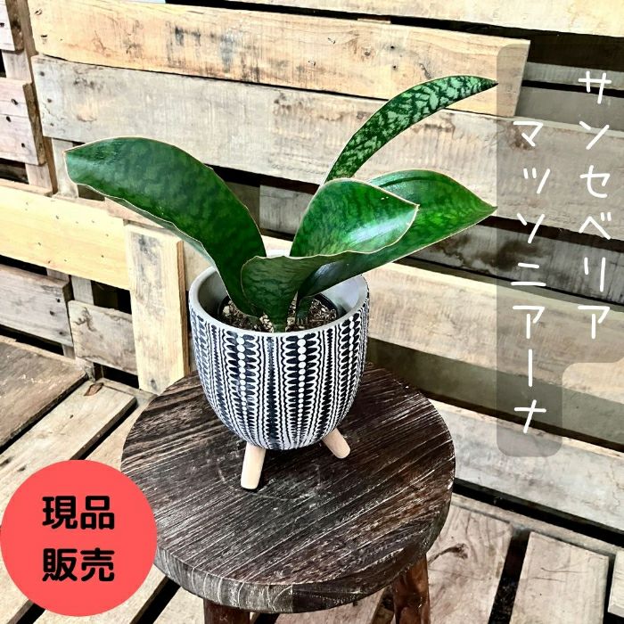 観葉植物現品販売