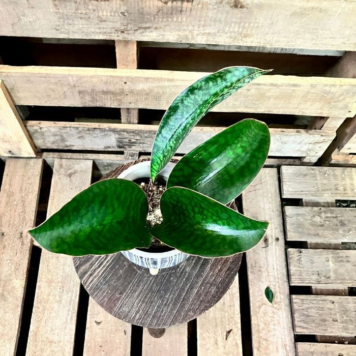 観葉植物現品販売