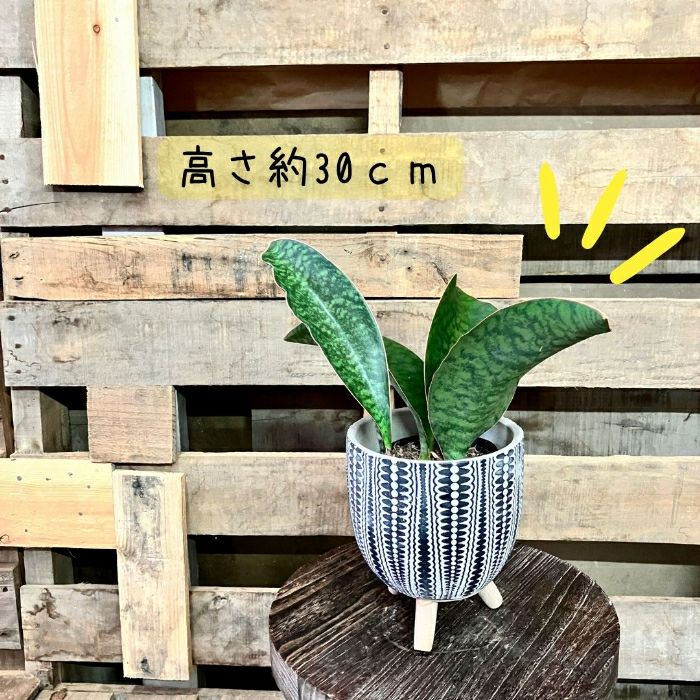 観葉植物現品販売