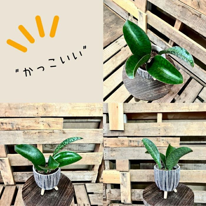 観葉植物現品販売