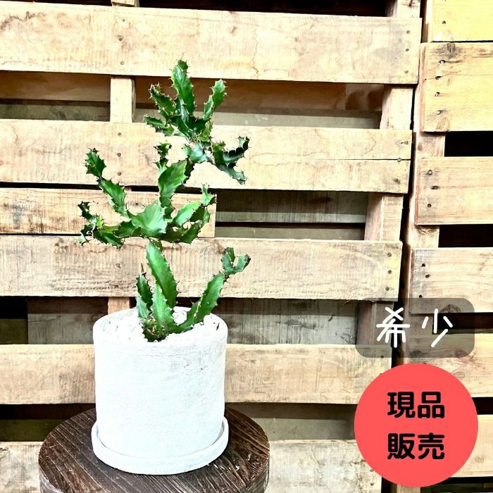 観葉植物現品販売