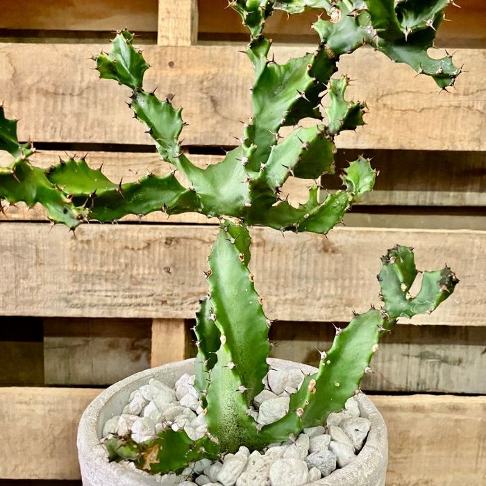 観葉植物現品販売