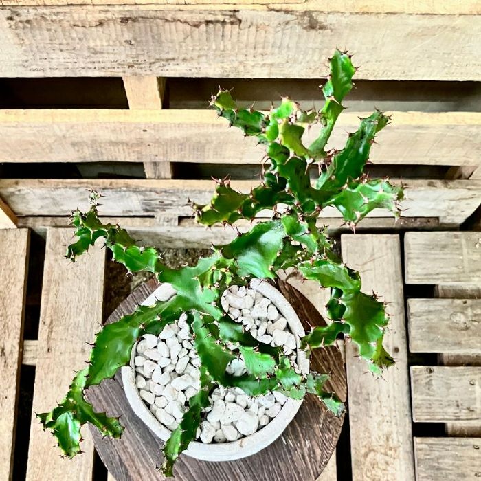 観葉植物現品販売