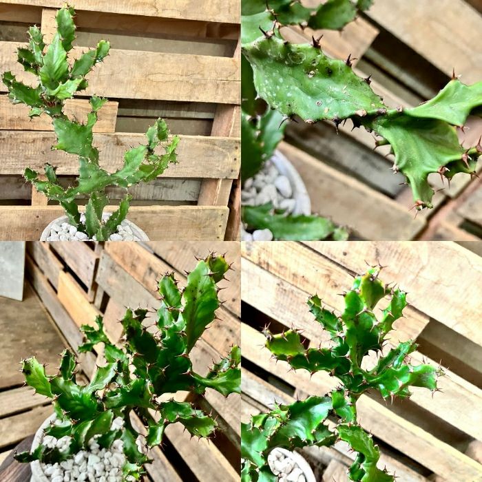 観葉植物現品販売