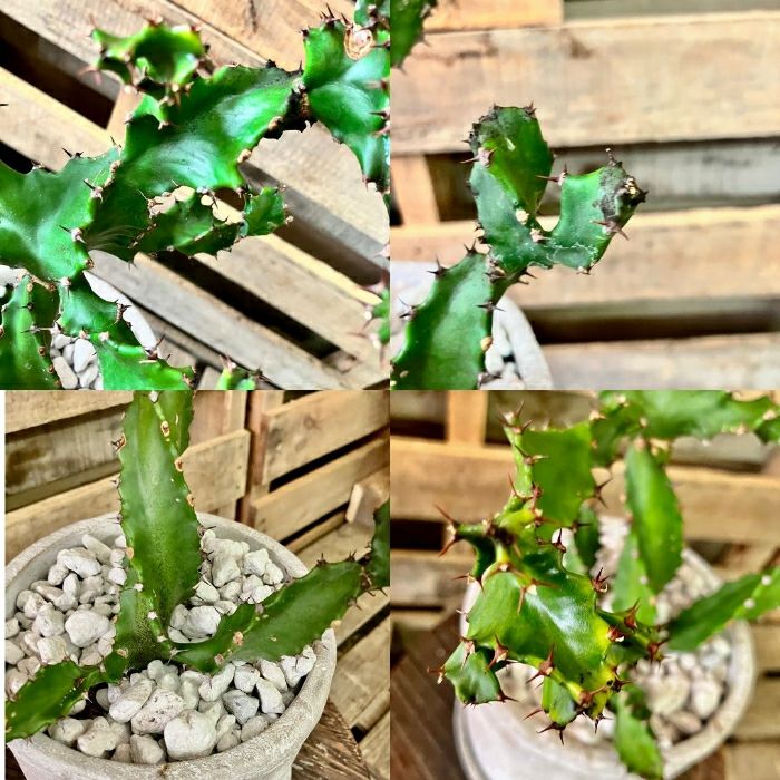 観葉植物現品販売