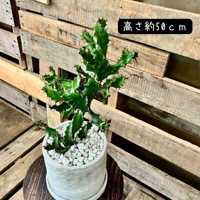 観葉植物現品販売