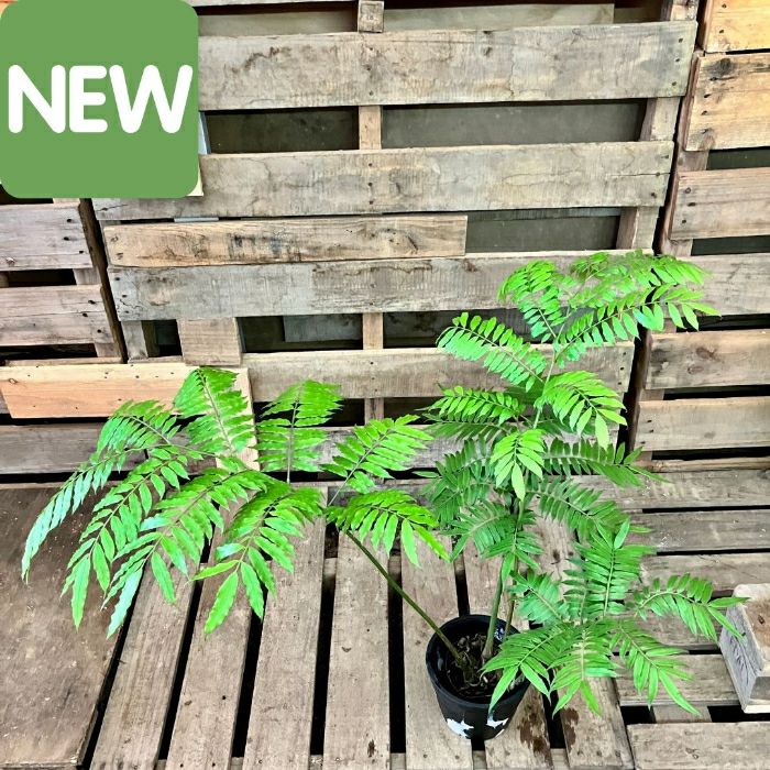 観葉植物現品販売