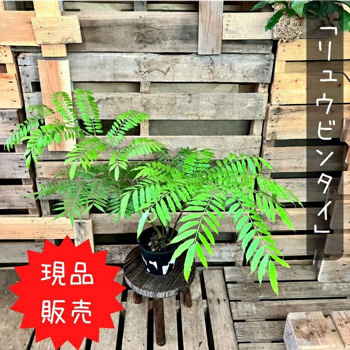観葉植物現品販売