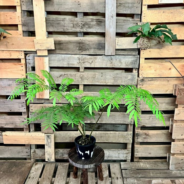 観葉植物現品販売