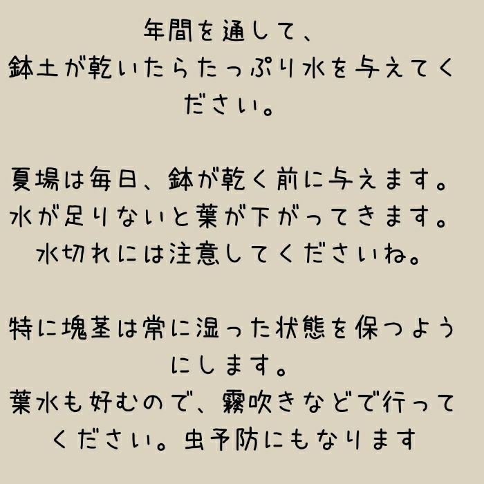 観葉植物現品販売