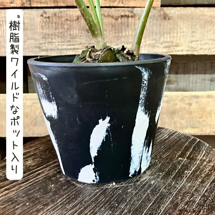 観葉植物現品販売