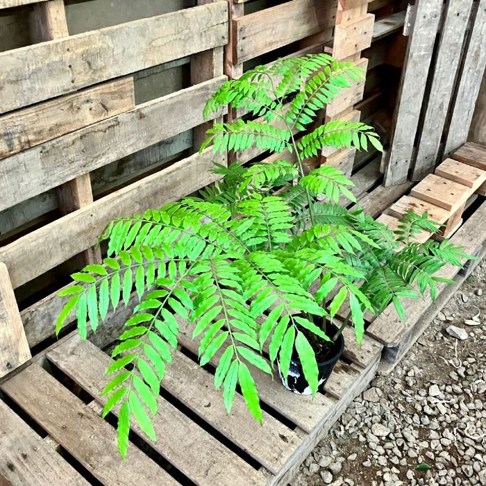 観葉植物現品販売