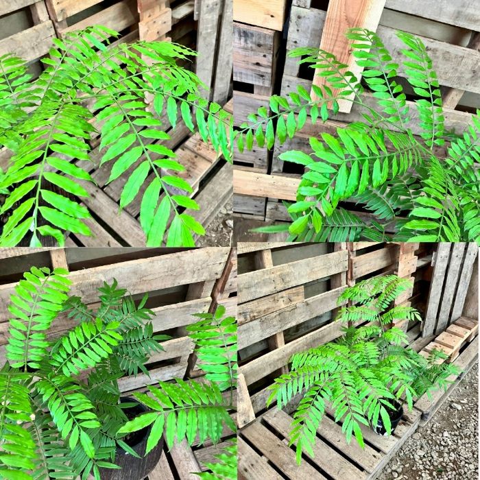 観葉植物現品販売