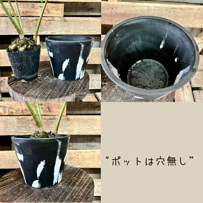 観葉植物現品販売
