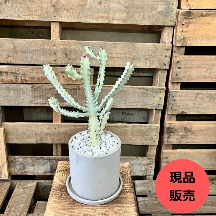 観葉植物現品販売