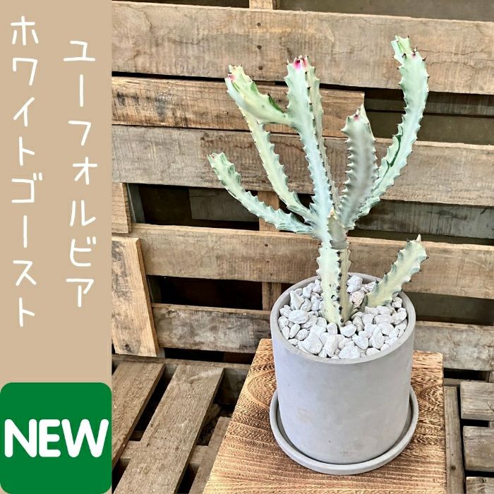 観葉植物現品販売