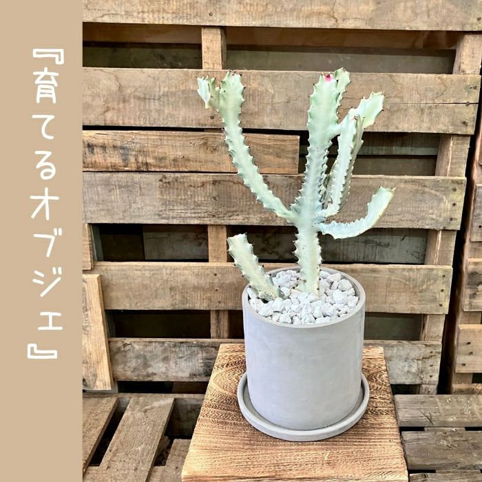 観葉植物現品販売