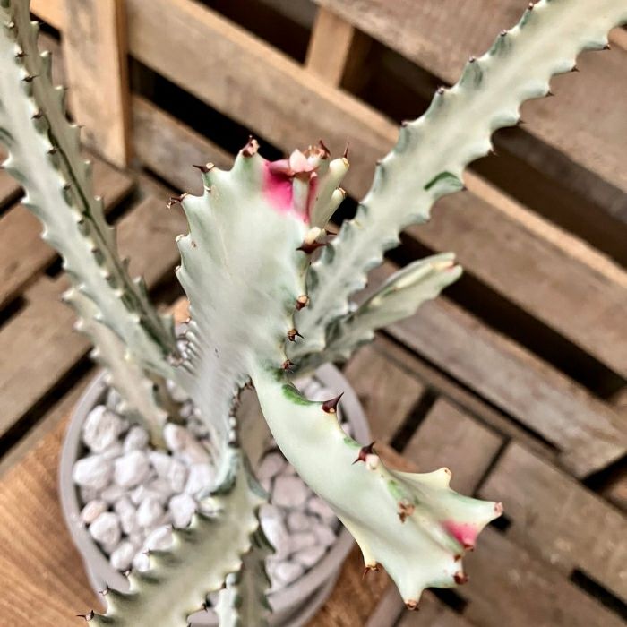 観葉植物現品販売