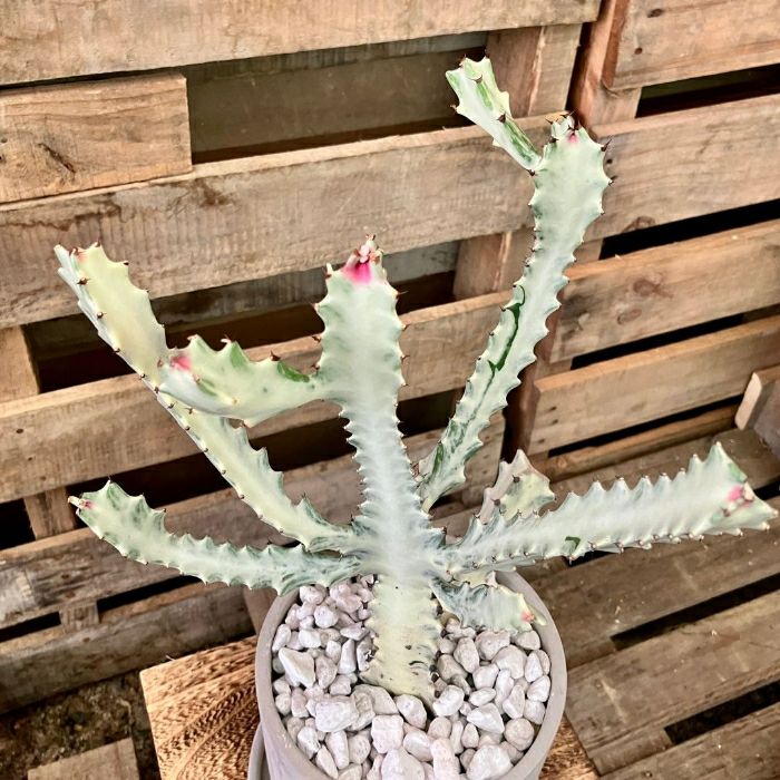 観葉植物現品販売