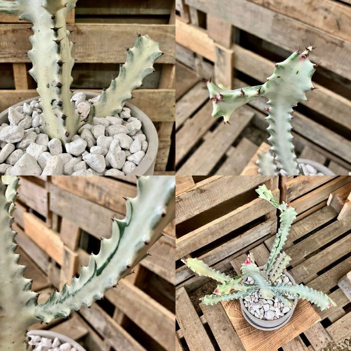 観葉植物現品販売