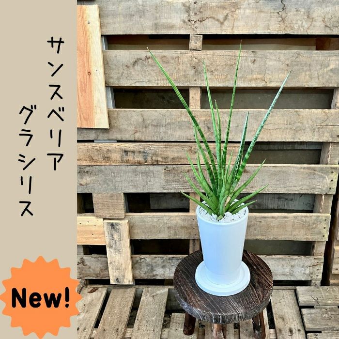 観葉植物現品販売