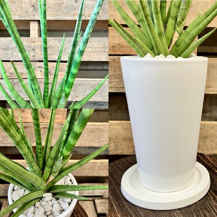 観葉植物現品販売