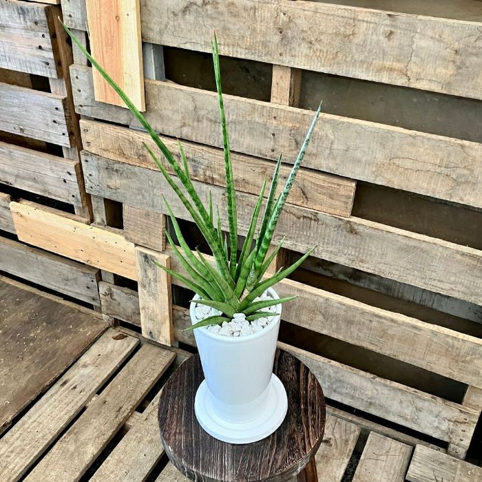 観葉植物現品販売