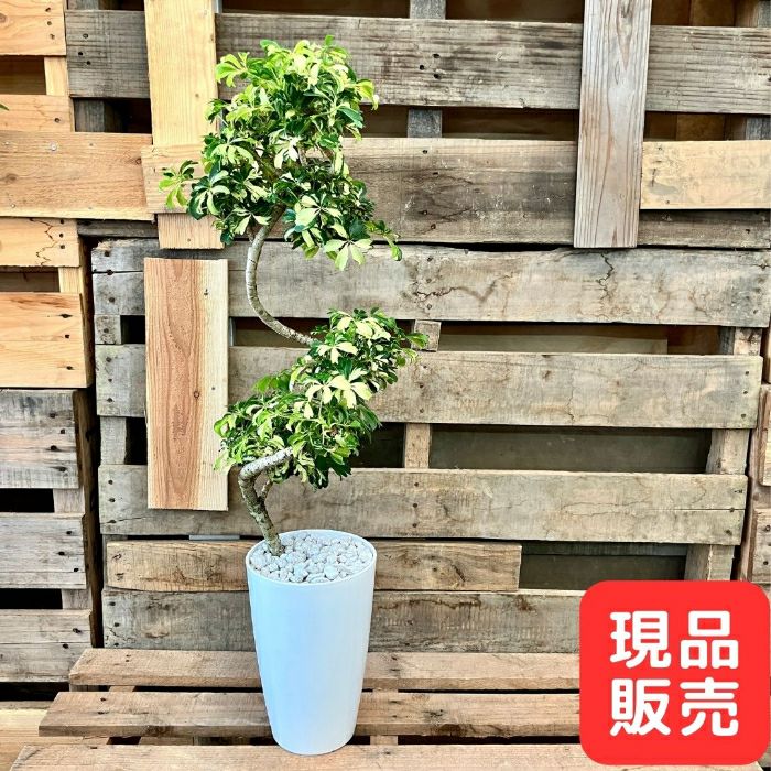 観葉植物現品販売