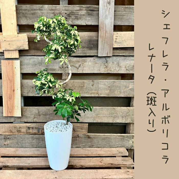 観葉植物現品販売