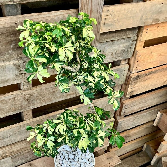 観葉植物現品販売