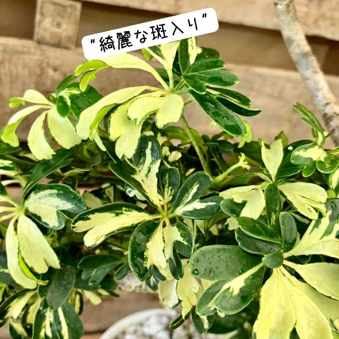 観葉植物現品販売