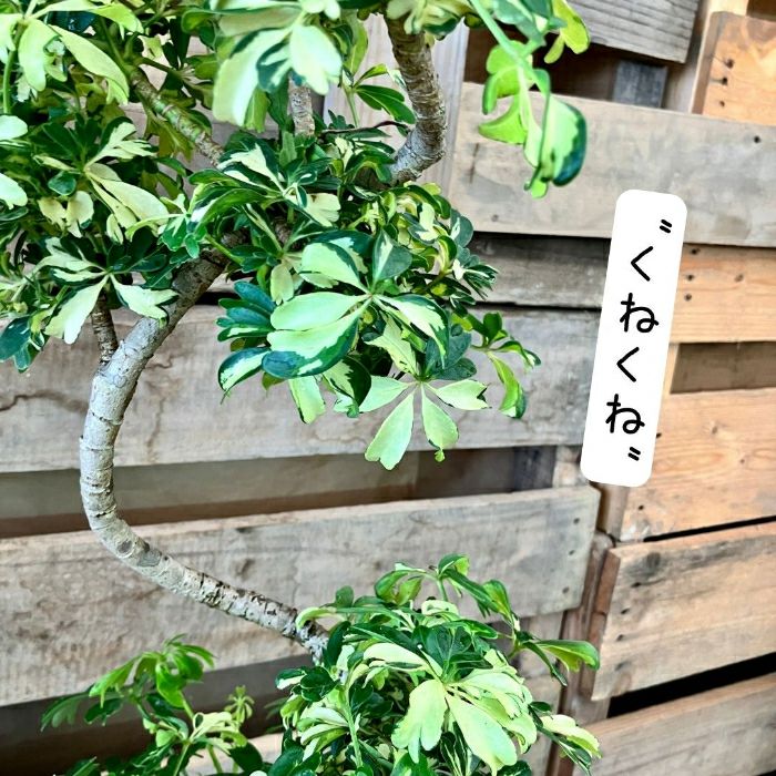 観葉植物現品販売