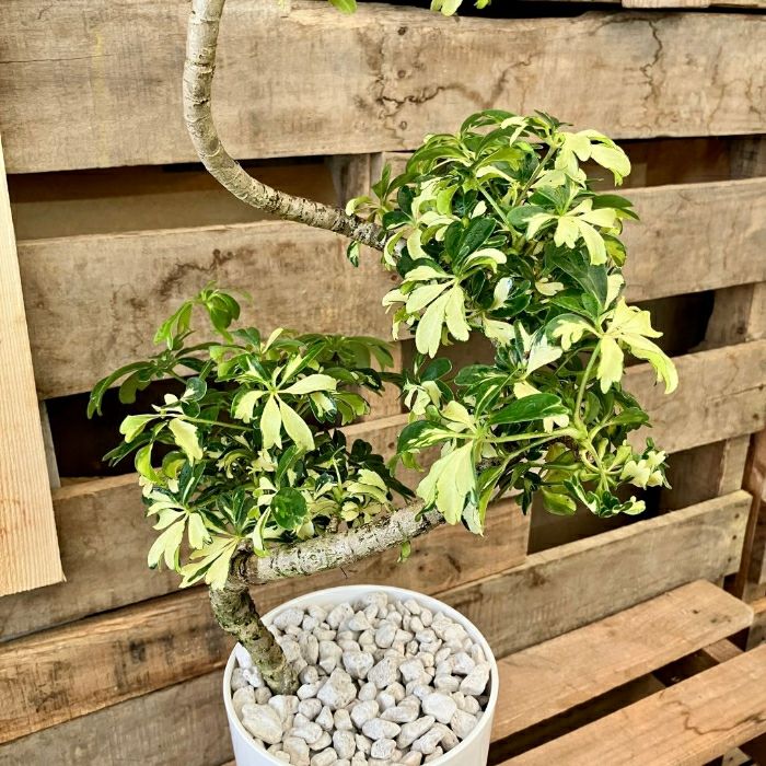 観葉植物現品販売