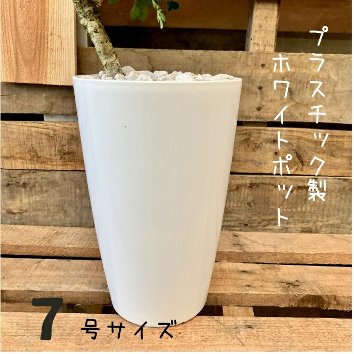 観葉植物現品販売