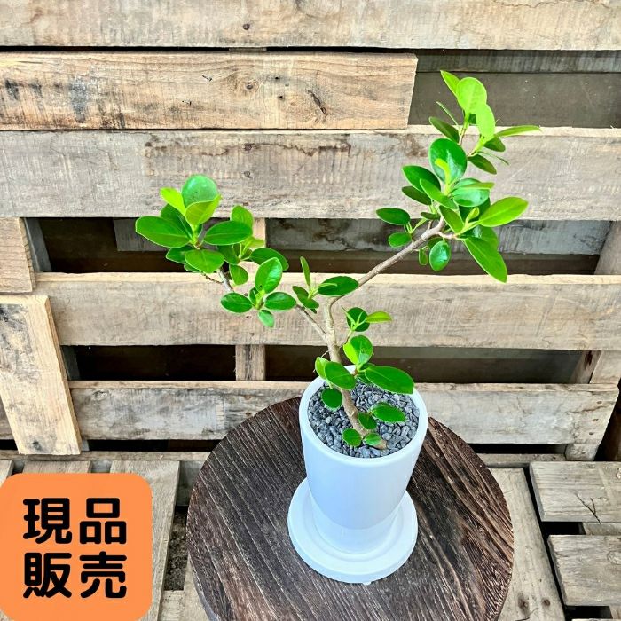 観葉植物現品販売
