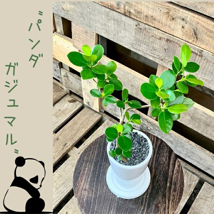 観葉植物現品販売