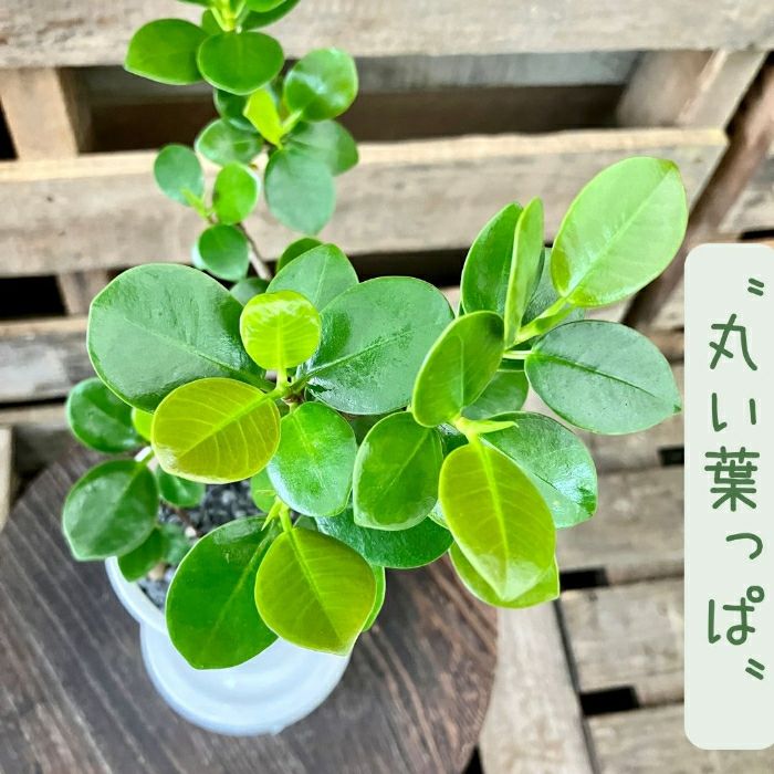 観葉植物現品販売