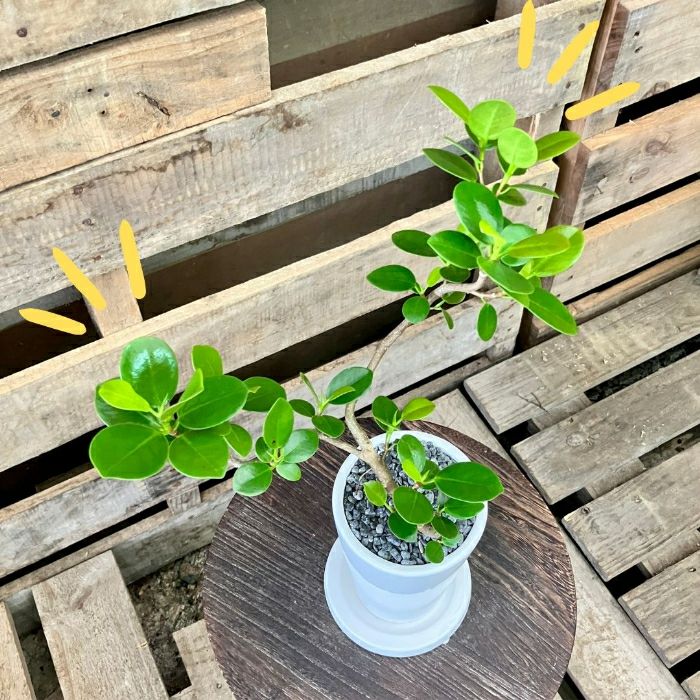 観葉植物現品販売