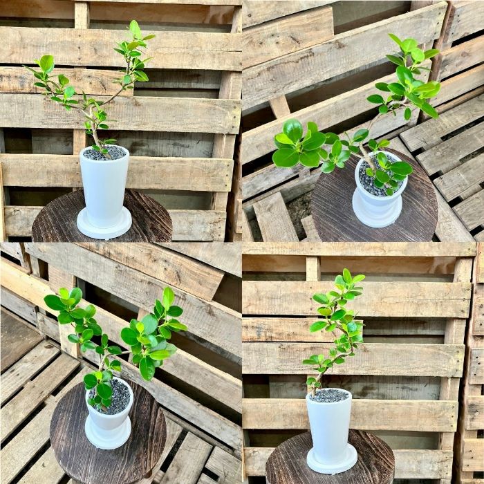 観葉植物現品販売