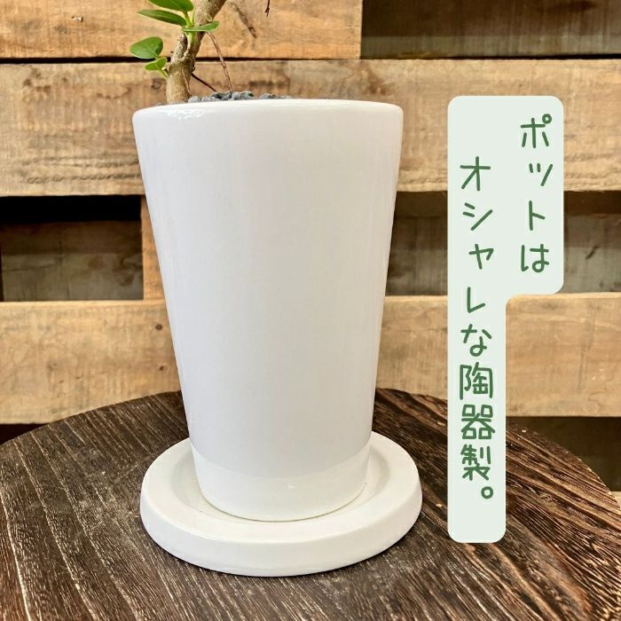 観葉植物現品販売