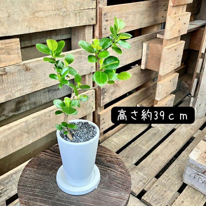 観葉植物現品販売