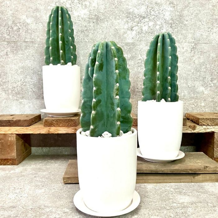 観葉植物現品販売