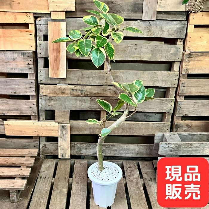 観葉植物現品販売